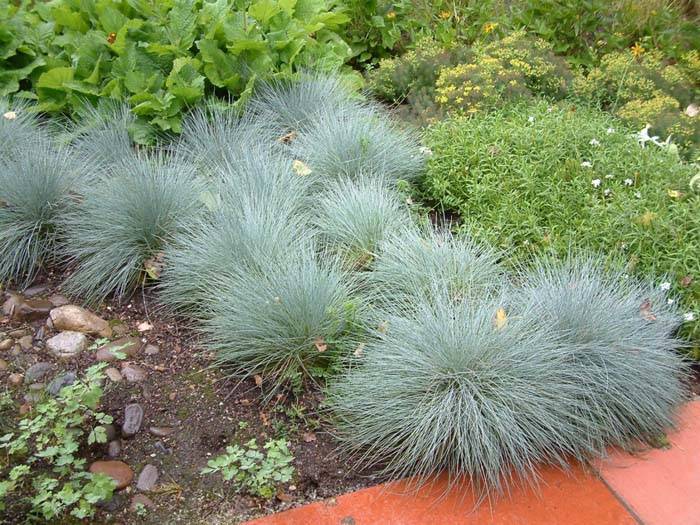 Festuca glauca 'Elijah Blue' | Elijah Blue Fescue